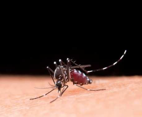 Musim Hujan Tiba, Begini Cara Usir Nyamuk Secara Alami